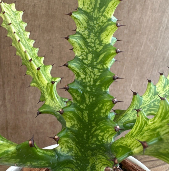Euphorbia trigona 7 Pieces Seeds