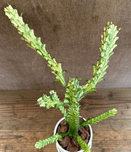 Euphorbia trigona 7 Pieces Seeds