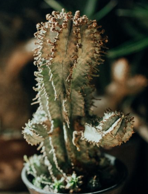 Euphorbia horrida snowflake 7 Pieces Seeds