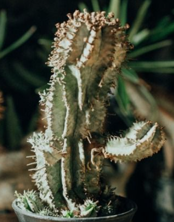 Euphorbia horrida snowflake 7 Pieces Seeds