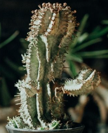 Euphorbia horrida snowflake 7 Pieces Seeds
