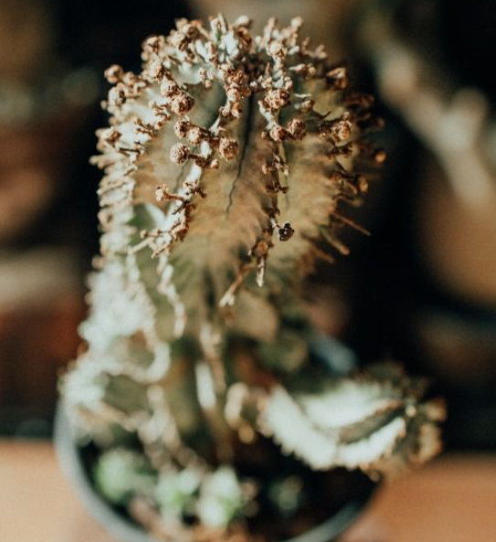 Euphorbia horrida snowflake 7 Pieces Seeds