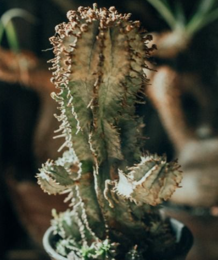 Euphorbia horrida snowflake 7 Pieces Seeds