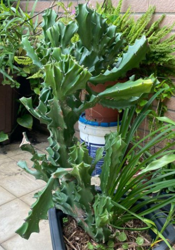 Euphorbia antiquorum 7 Pieces Seeds