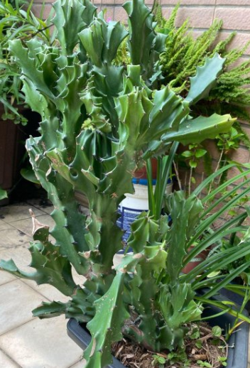 Euphorbia antiquorum 7 Pieces Seeds