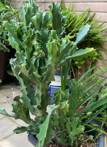 Euphorbia antiquorum 7 Pieces Seeds
