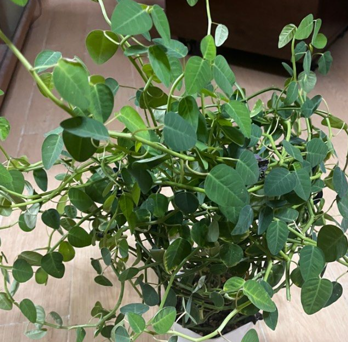 Euphorbia gradyi 7 Pieces Seeds