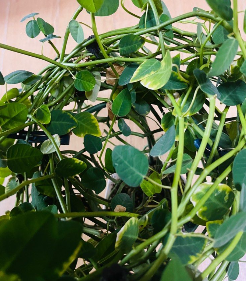 Euphorbia gradyi 7 Pieces Seeds