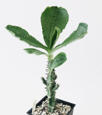 Euphorbia spectabilis 6 Pieces Seeds