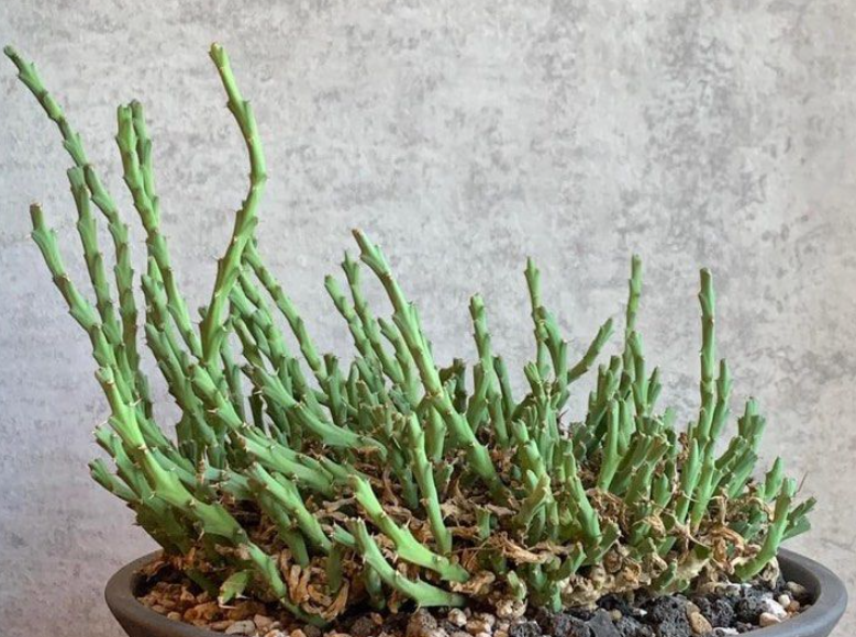 Euphorbia clivicola 7 Pieces Seeds