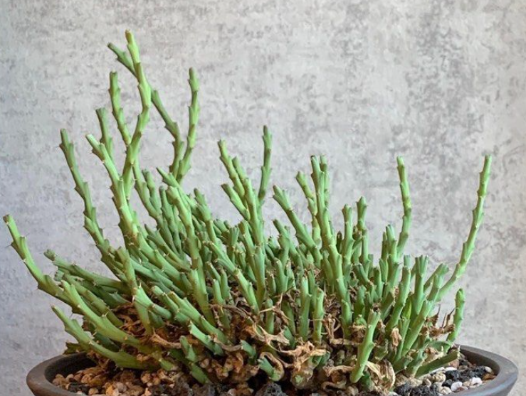 Euphorbia clivicola 7 Pieces Seeds