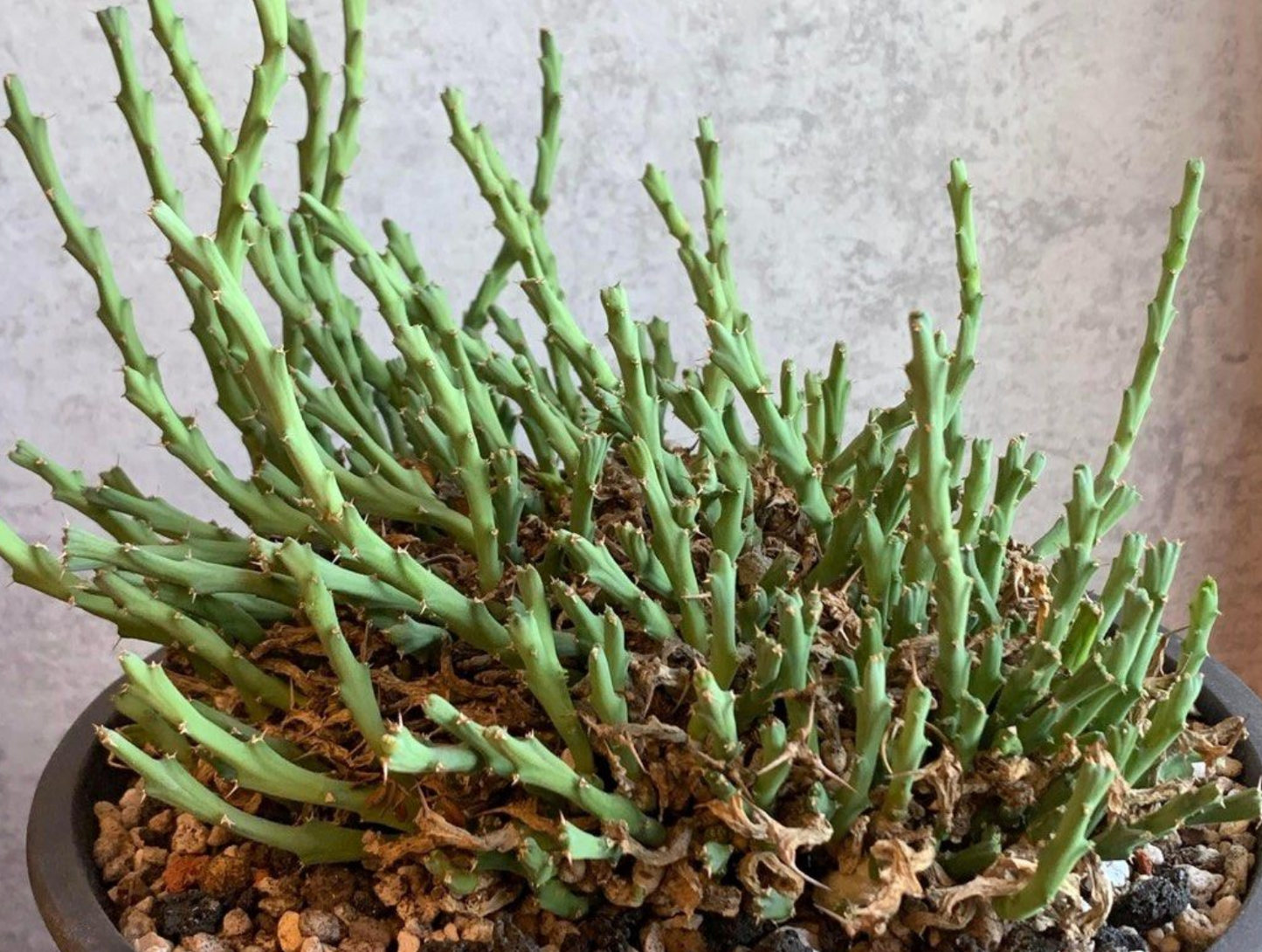 Euphorbia clivicola 7 Pieces Seeds