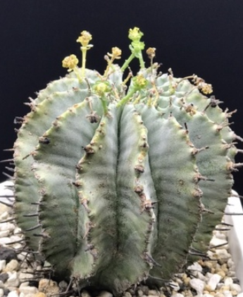 Euphorbia horrida var. horrida snowflake 6 Pieces Seeds