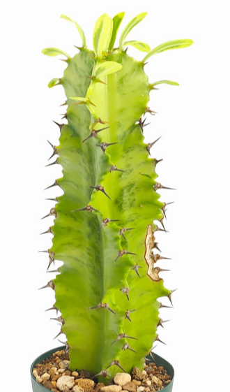 Euphorbia ammak f.variegata 7 Pieces Seeds