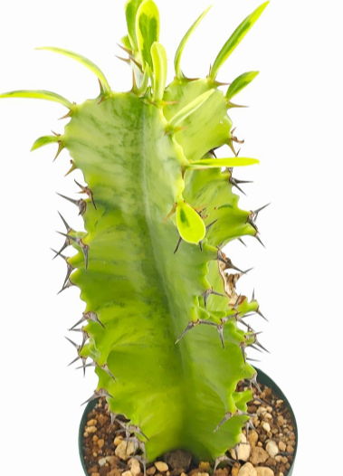Euphorbia ammak f.variegata 7 Pieces Seeds