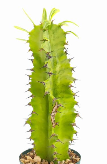 Euphorbia ammak f.variegata 7 Pieces Seeds