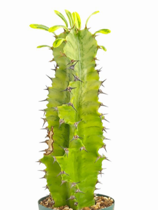 Euphorbia ammak f.variegata 7 Pieces Seeds