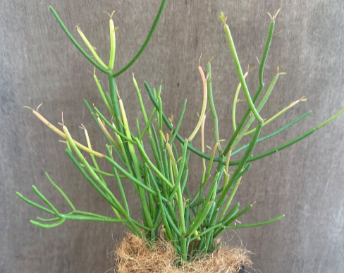 Euphorbia tirucalli 6 Pieces Seeds