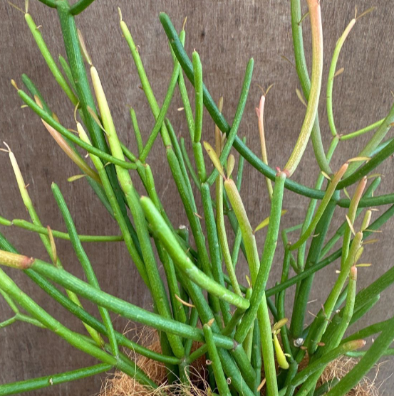 Euphorbia tirucalli 6 Pieces Seeds