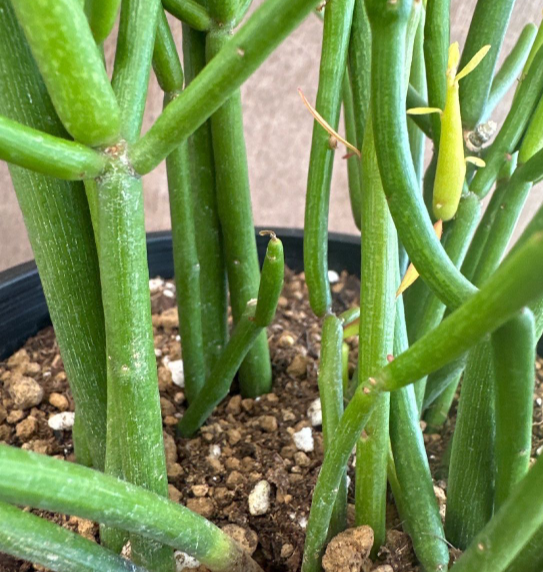 Euphorbia tirucalli 6 Pieces Seeds