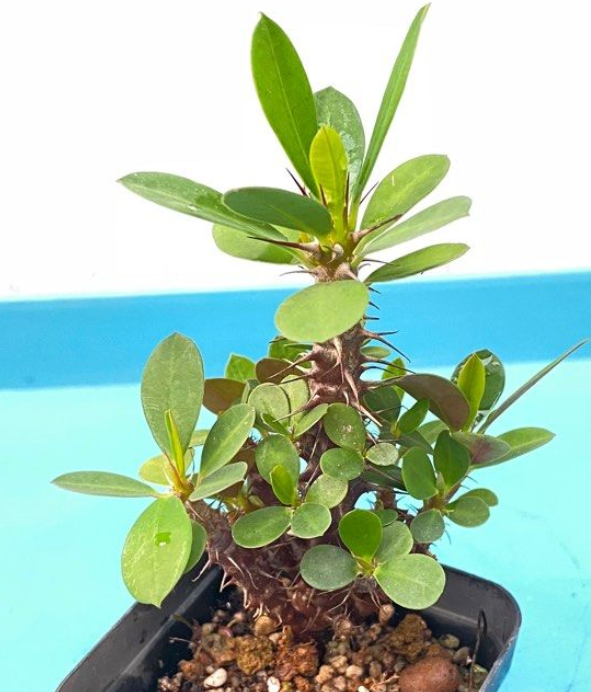 Euphorbia milii Ch. des Moulins 6 Pieces Seeds