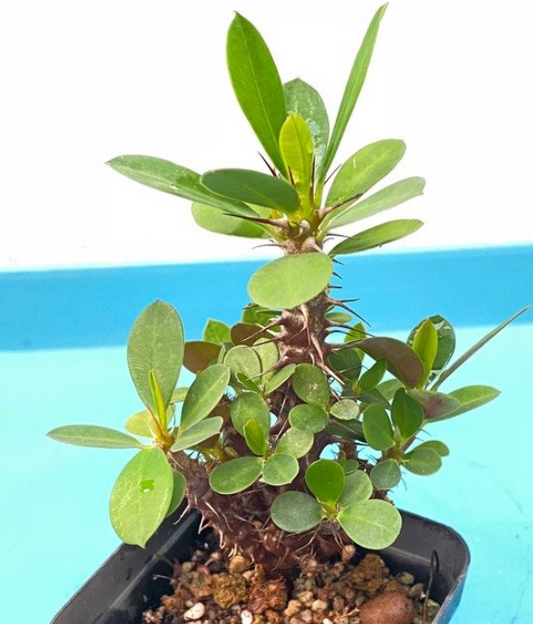 Euphorbia milii Ch. des Moulins 6 Pieces Seeds