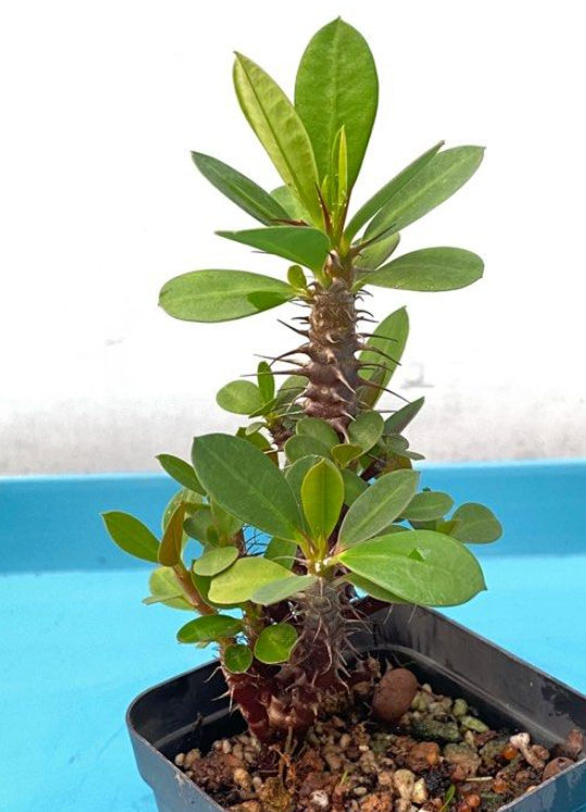 Euphorbia milii Ch. des Moulins 6 Pieces Seeds
