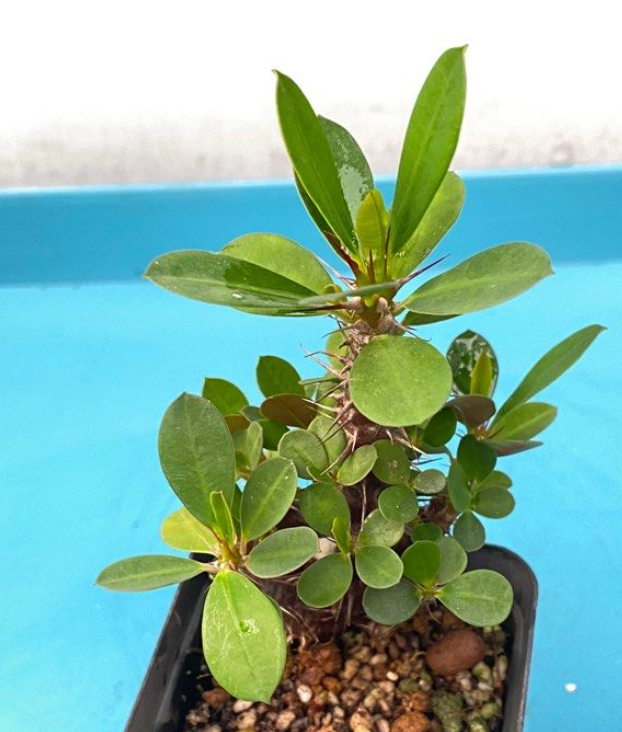 Euphorbia milii Ch. des Moulins 6 Pieces Seeds