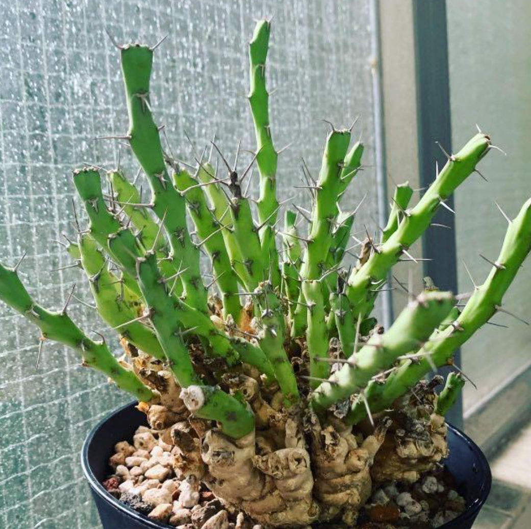 Euphorbia graciliramea 6 Pieces Seeds