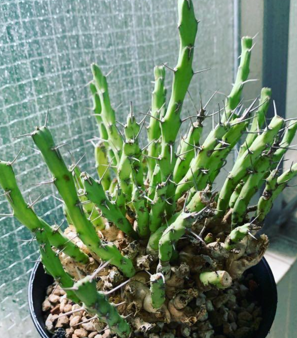 Euphorbia graciliramea 6 Pieces Seeds
