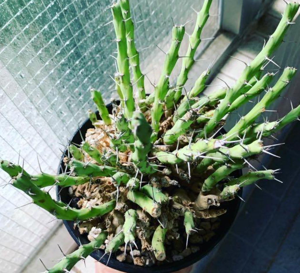 Euphorbia graciliramea 6 Pieces Seeds