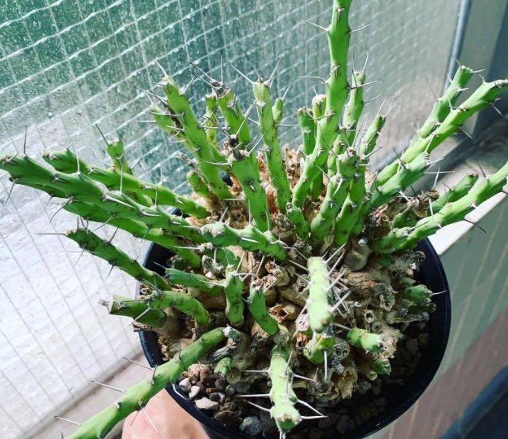 Euphorbia graciliramea 6 Pieces Seeds