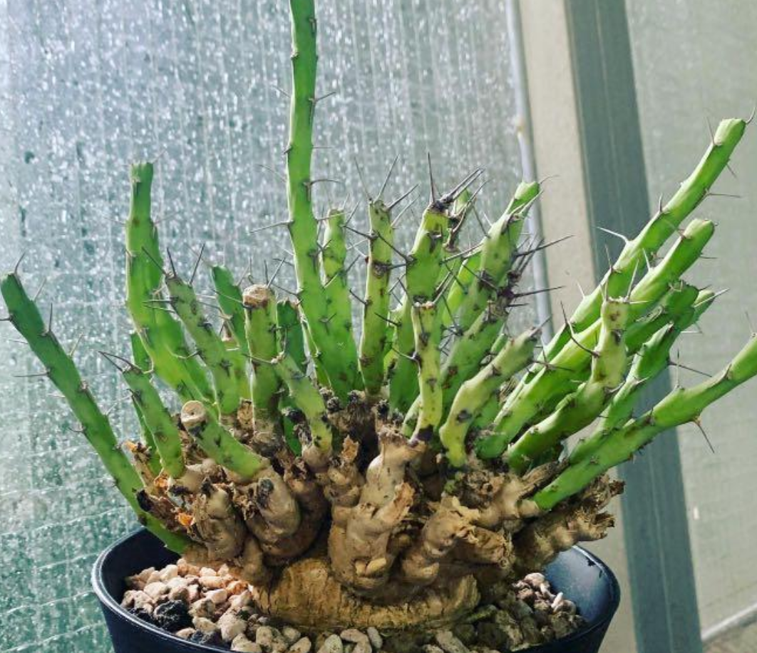 Euphorbia graciliramea 6 Pieces Seeds