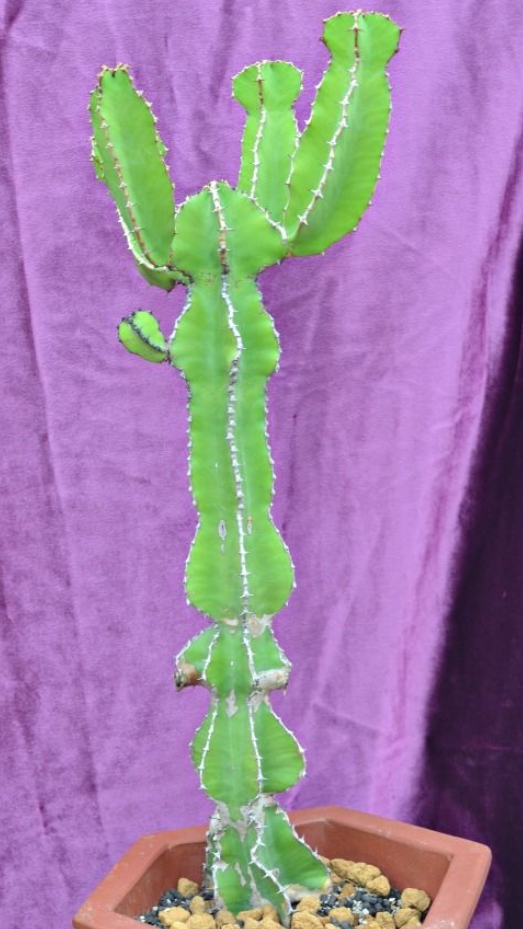 Euphorbia cooperi 6 Pieces Seeds