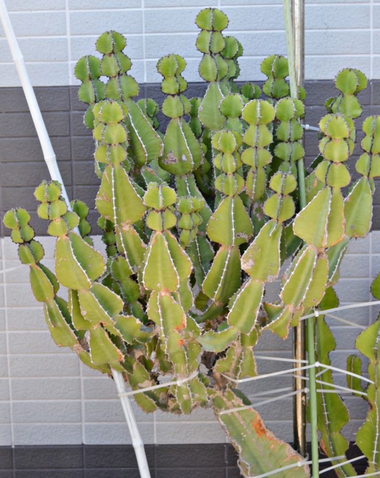 Euphorbia cooperi 6 Pieces Seeds