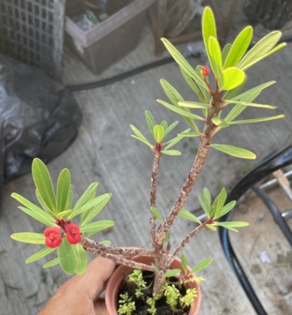 Euphorbia geroldii 6 Pieces Seeds
