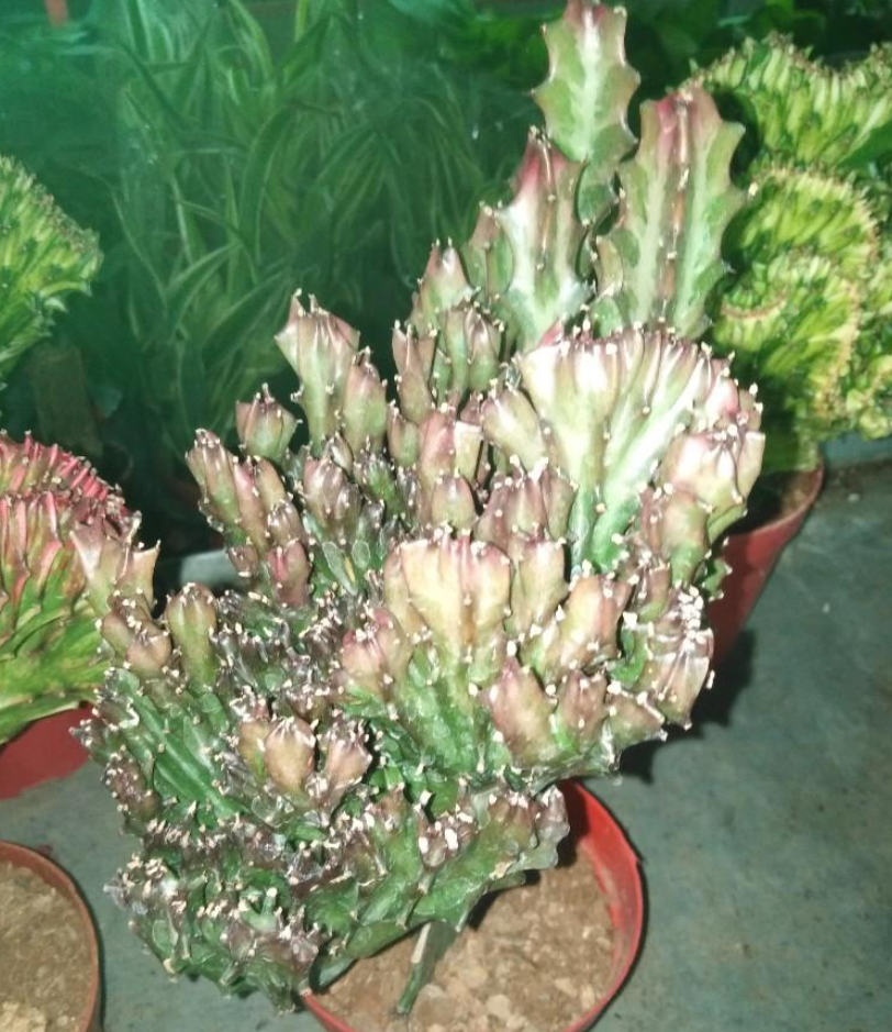 Euphorbia neriifolia var.cristata 5 Pieces Seeds