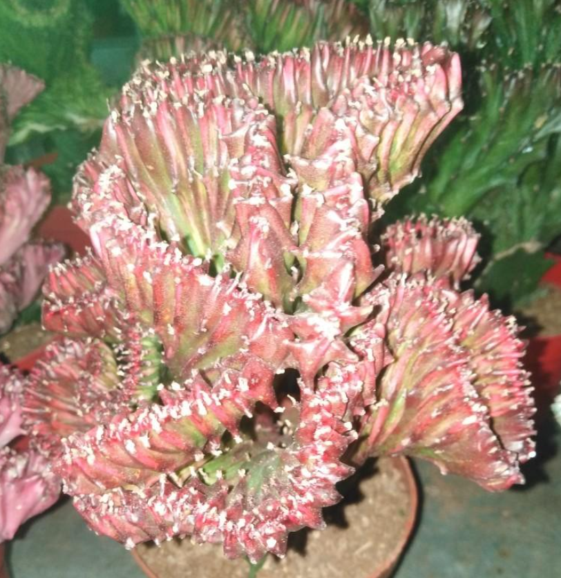 Euphorbia neriifolia var.cristata 5 Pieces Seeds