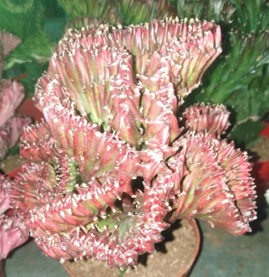 Euphorbia neriifolia var.cristata 5 Pieces Seeds