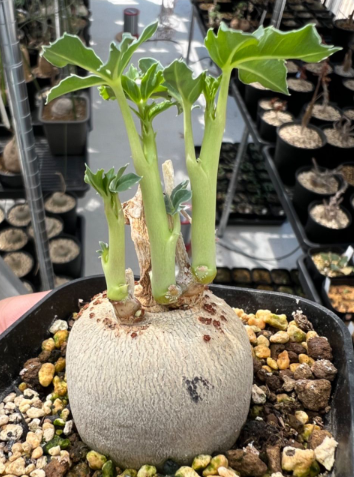Jatropha berlandieri 10 Pieces Seeds