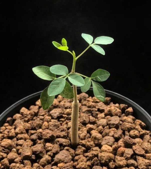 Commiphora gileadensis 5 Pieces Seeds