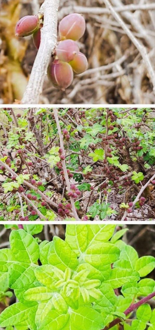 Commiphora gileadensis 5 Pieces Seeds