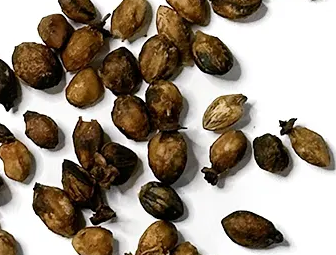 Commiphora gileadensis 5 Pieces Seeds