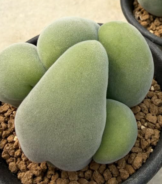 Muiria hortenseae 10 Pieces Seeds