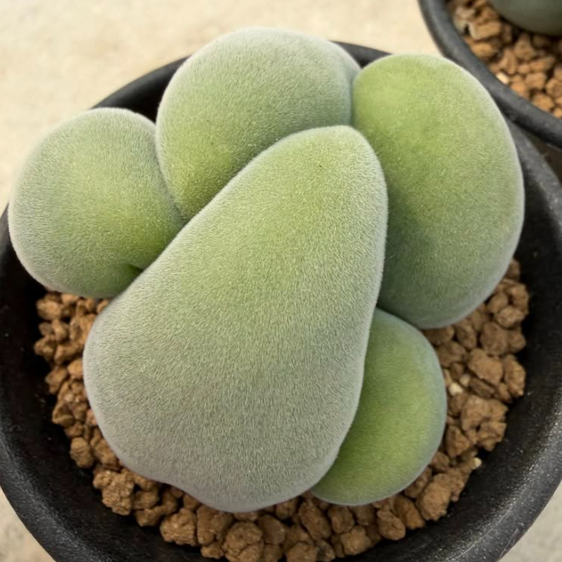 Muiria hortenseae 10 Pieces Seeds