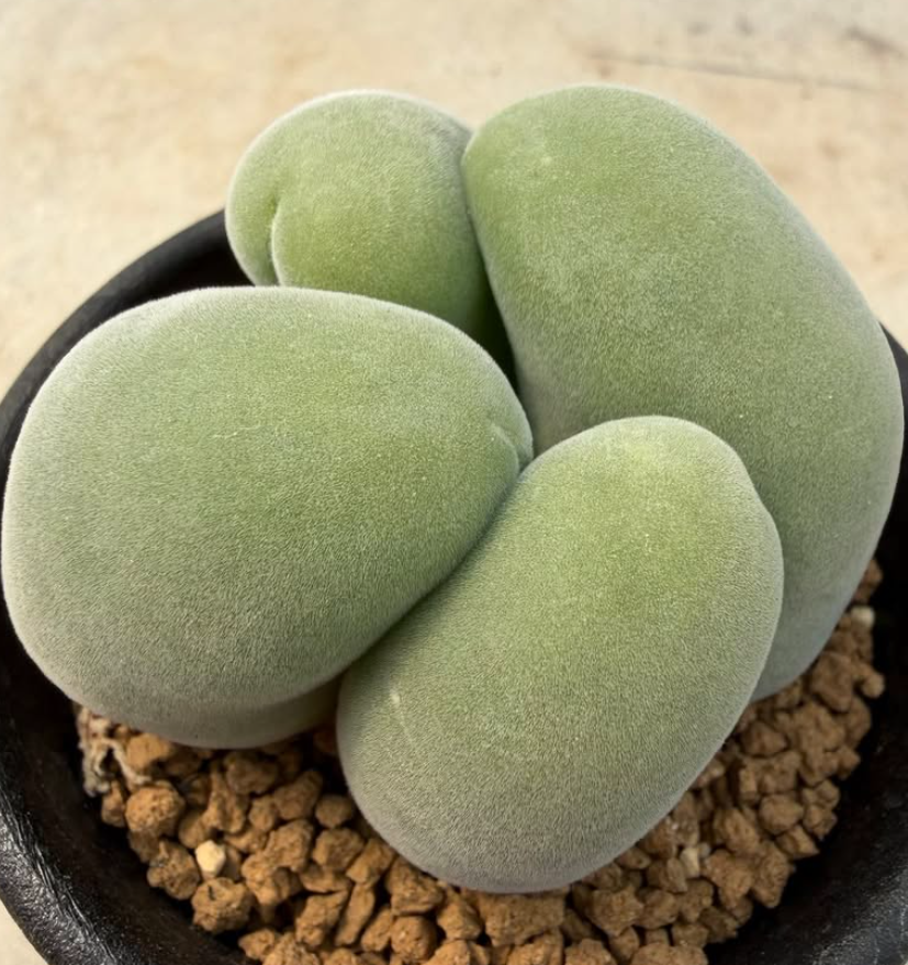 Muiria hortenseae 10 Pieces Seeds
