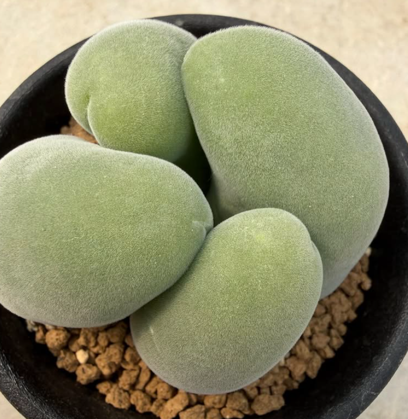 Muiria hortenseae 10 Pieces Seeds