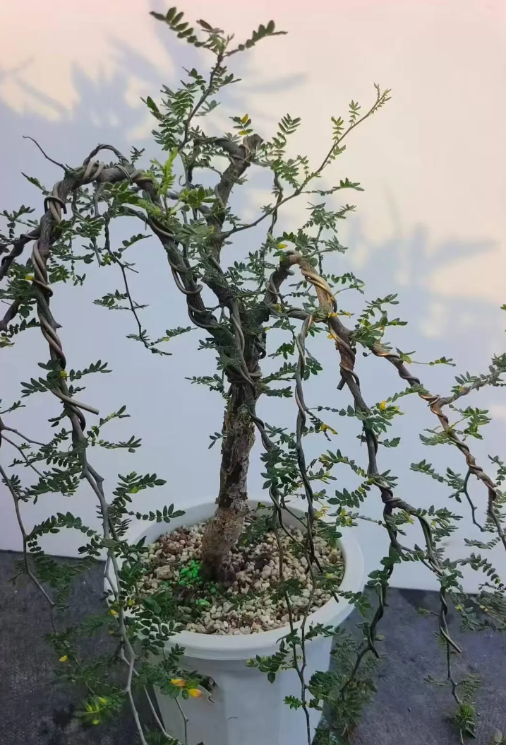 Commiphora monstruosa 10 Pieces Seeds