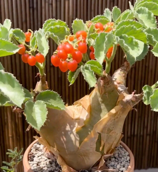 Cyphostemma uter var. macropus 10 Pieces Seeds