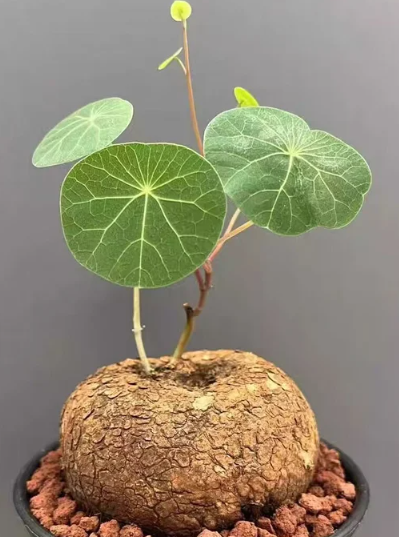 Stephania Cepharantha 6 Pieces Seeds